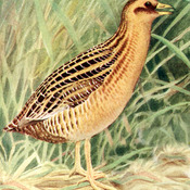 Yellow Rail